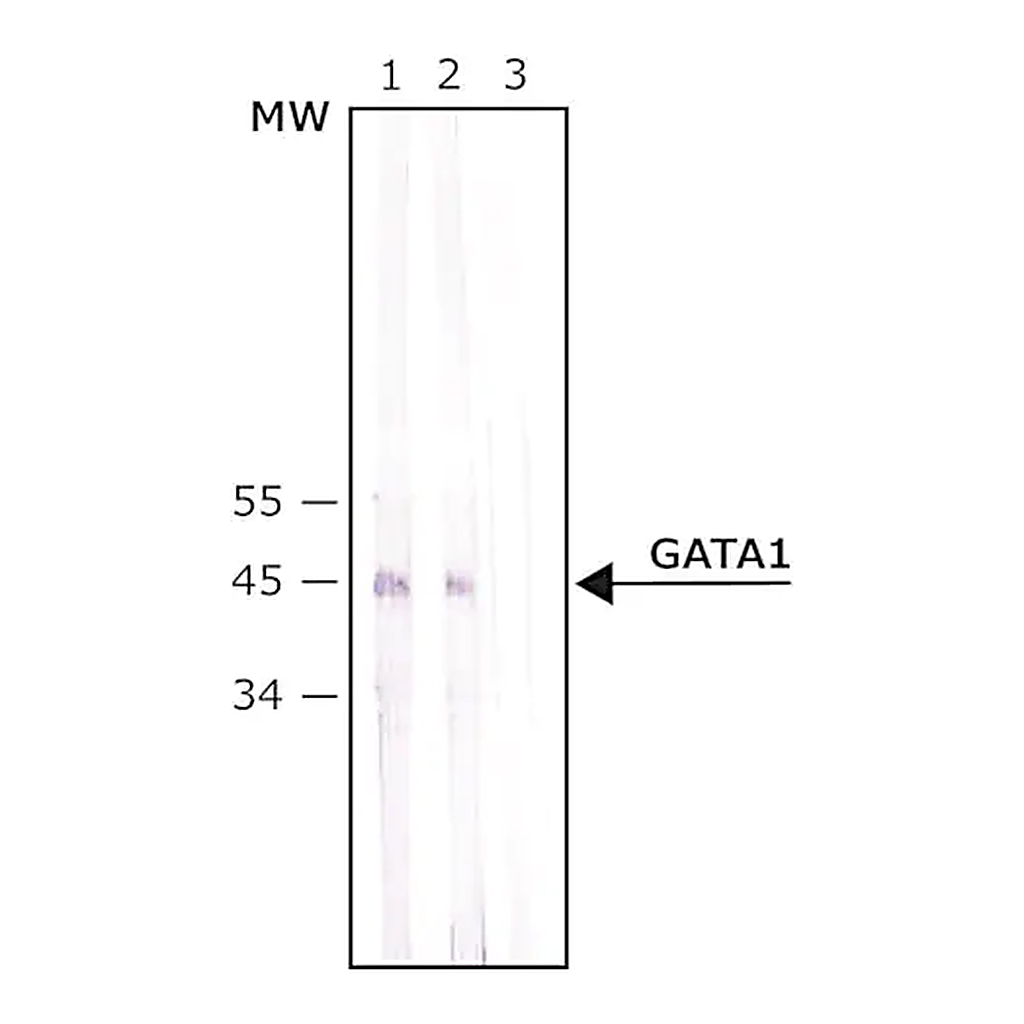 Merck Anti-GATA1 antibody produced in rabbit