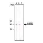 Merck Anti-GATA1 antibody produced in rabbit
