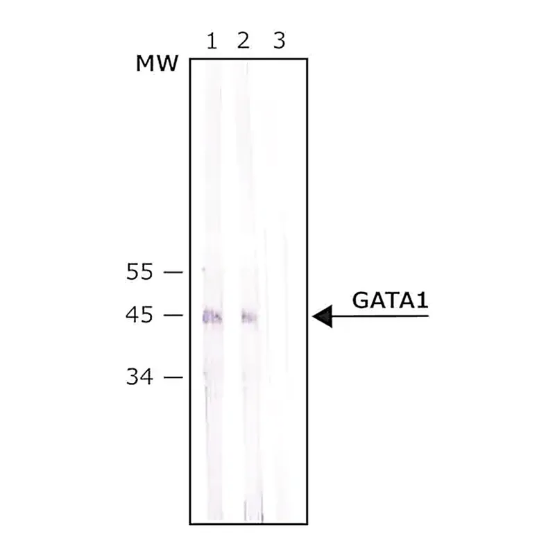 Merck Anti-GATA1 antibody produced in rabbit
