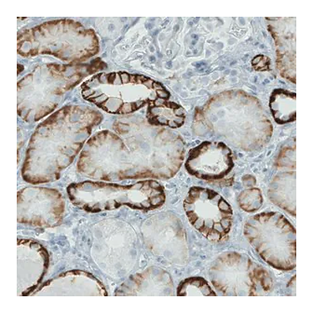 Merck Monoclonal Anti-CA12 antibody produced in mouse
