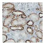 Merck Monoclonal Anti-CA12 antibody produced in mouse