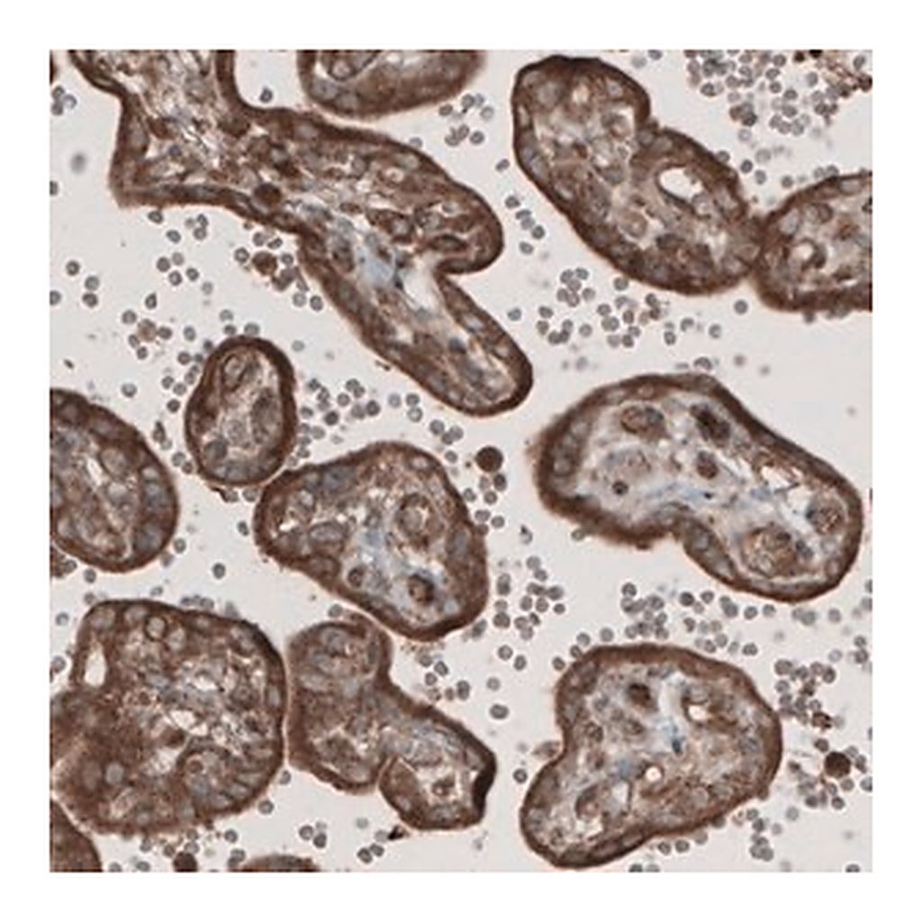 Merck Monoclonal Anti-CARS antibody produced in mouse