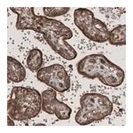 Merck Monoclonal Anti-CARS antibody produced in mouse