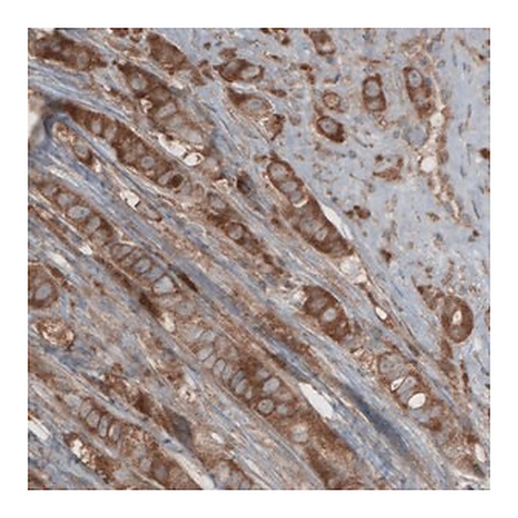 Merck Monoclonal Anti-CARS antibody produced in mouse