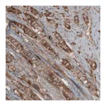 Merck Monoclonal Anti-CARS antibody produced in mouse