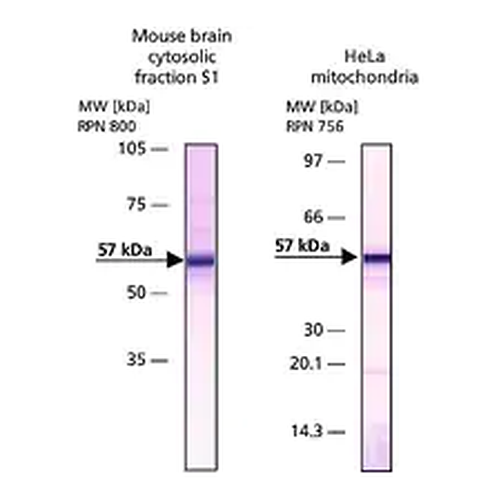 Merck Anti-Apoptosis-Inducing Factor antibody produced in rabbit