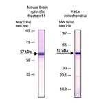 Merck Anti-Apoptosis-Inducing Factor antibody produced in rabbit