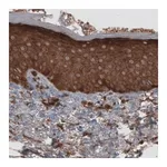 Merck Monoclonal Anti-CARS antibody produced in mouse