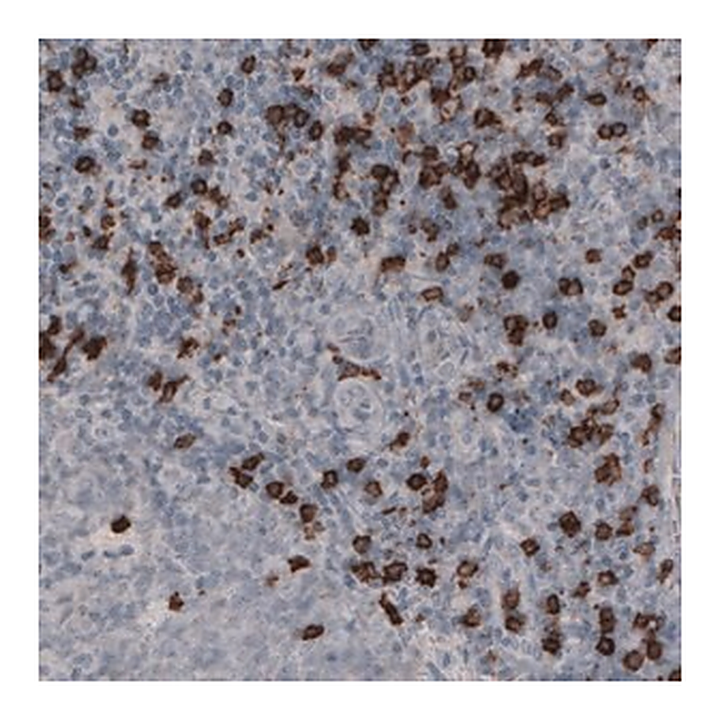 Merck Monoclonal Anti-CD8A antibody produced in mouse