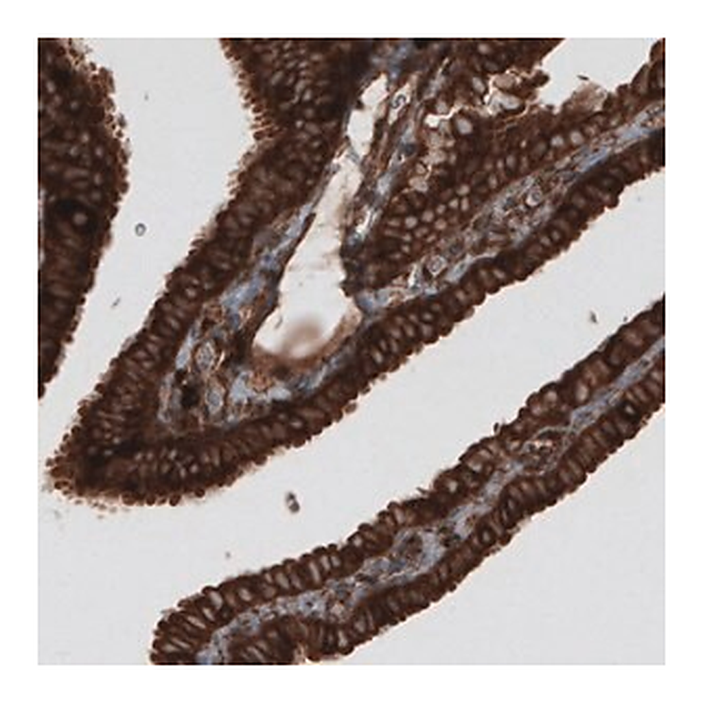 Merck Monoclonal Anti-CARS antibody produced in mouse
