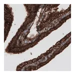 Merck Monoclonal Anti-CARS antibody produced in mouse