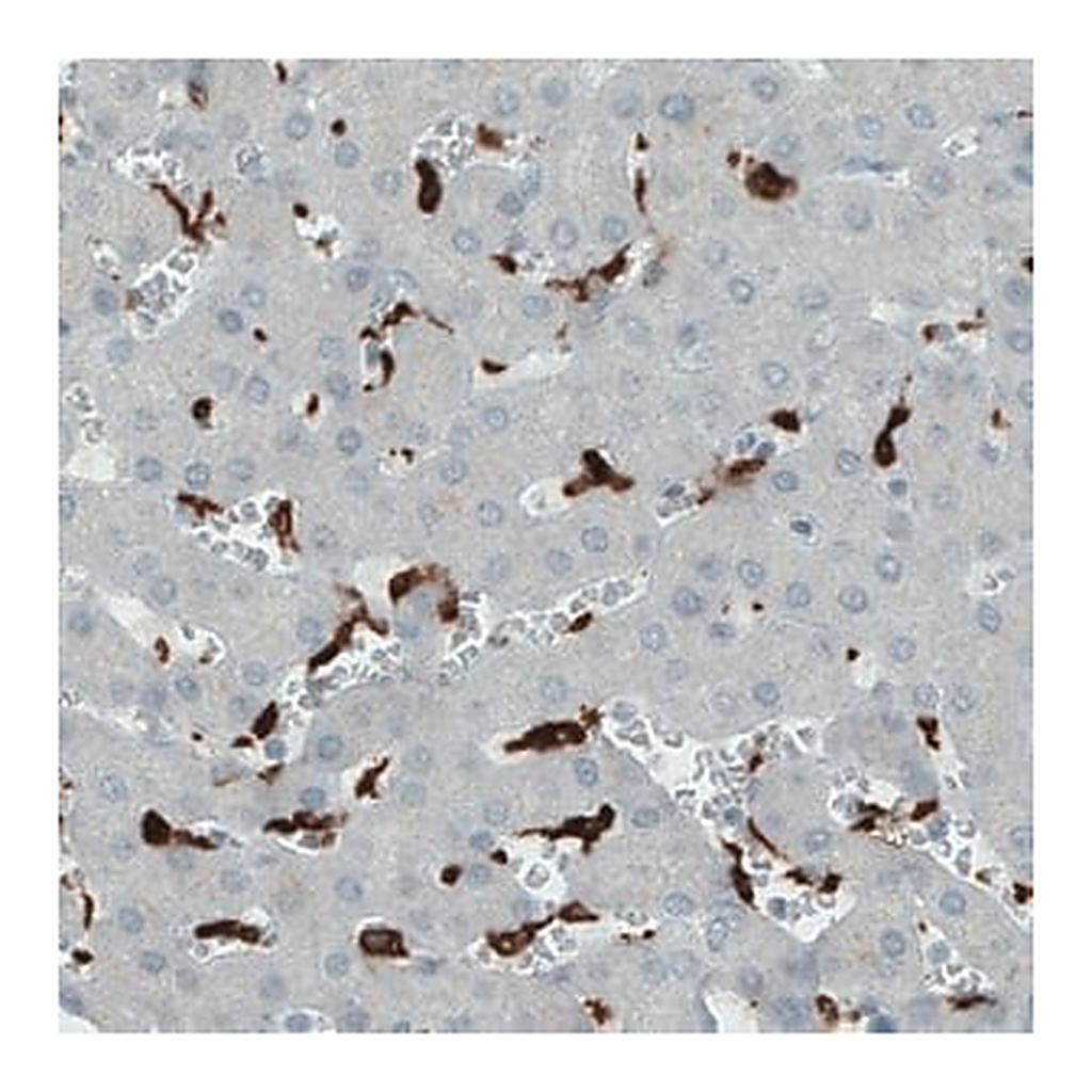 Merck Monoclonal Anti-CD68 antibody produced in mouse