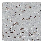 Merck Monoclonal Anti-CD68 antibody produced in mouse