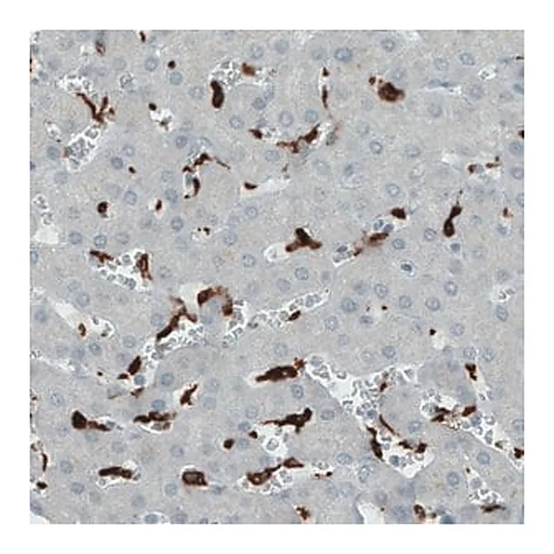 Merck Monoclonal Anti-CD68 antibody produced in mouse