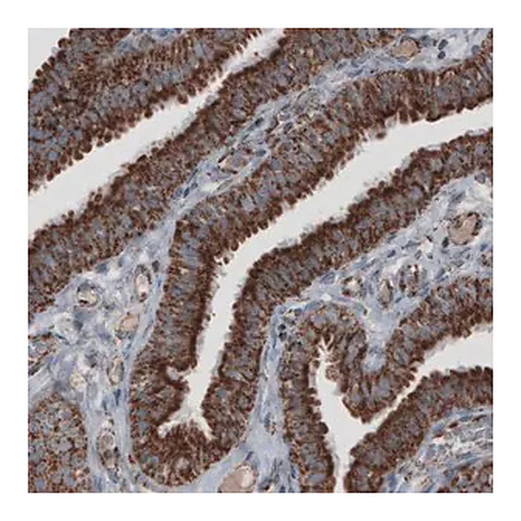 Merck Monoclonal Anti-CS antibody produced in mouse