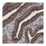 Merck Monoclonal Anti-CS antibody produced in mouse