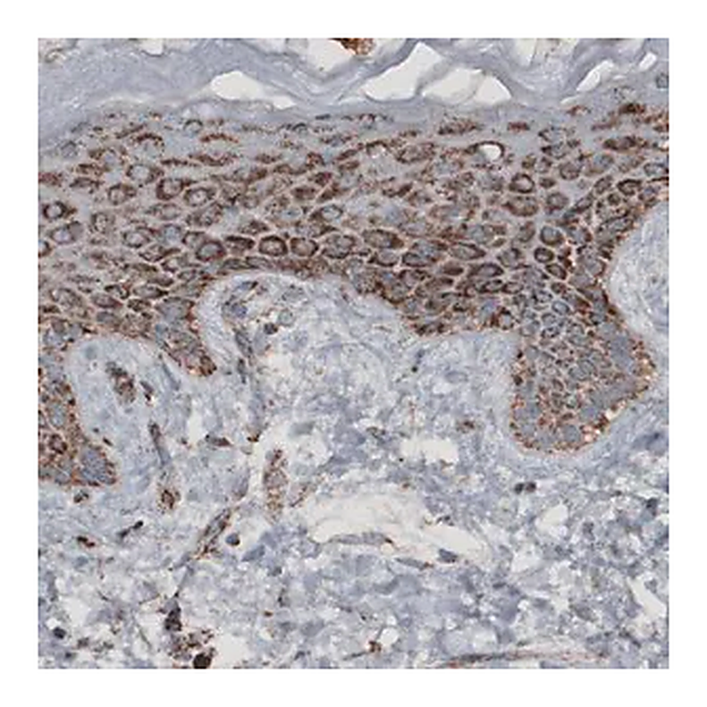 Merck Monoclonal Anti-CS antibody produced in mouse