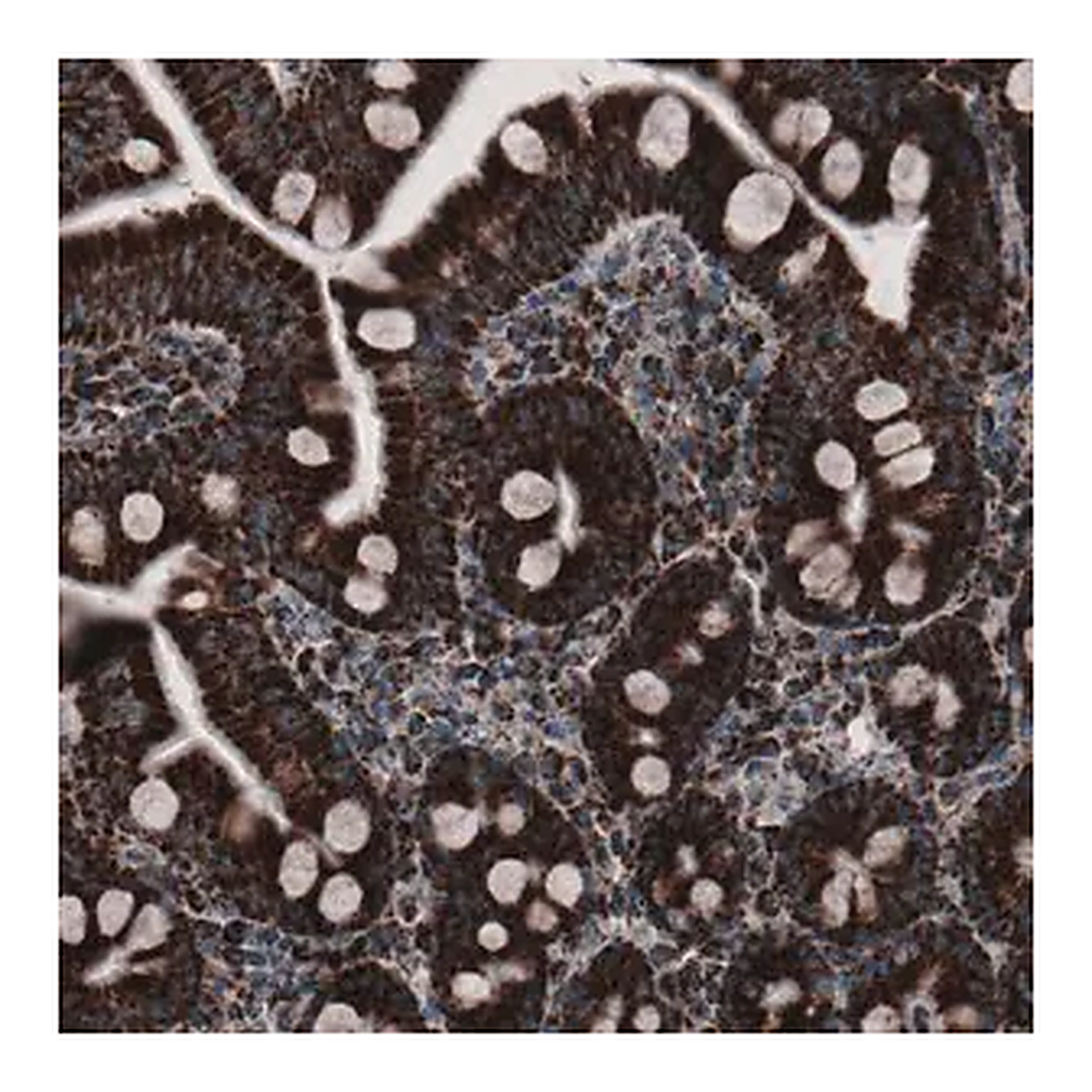Merck Monoclonal Anti-CS antibody produced in mouse
