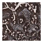 Merck Monoclonal Anti-CS antibody produced in mouse