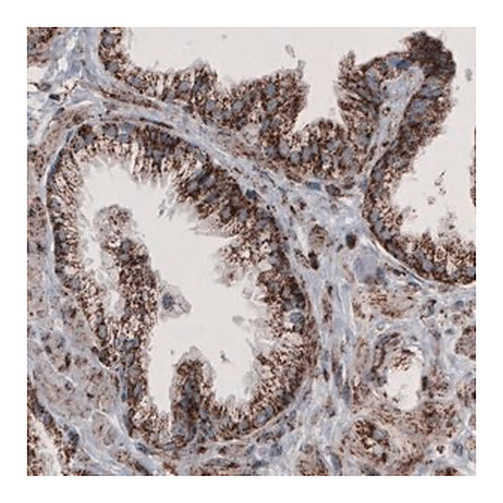 Merck Monoclonal Anti-CS antibody produced in mouse