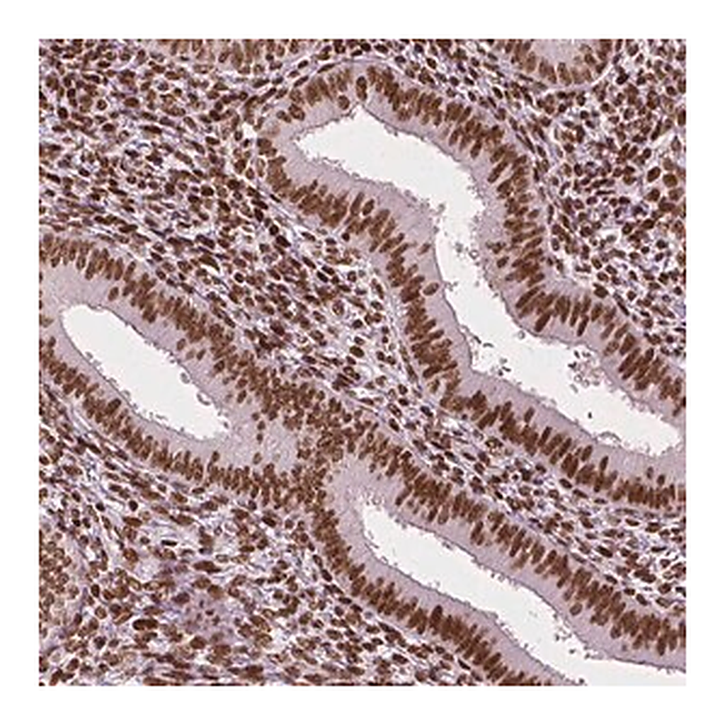 Merck Monoclonal Anti-CTCF antibody produced in mouse