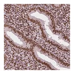Merck Monoclonal Anti-CTCF antibody produced in mouse