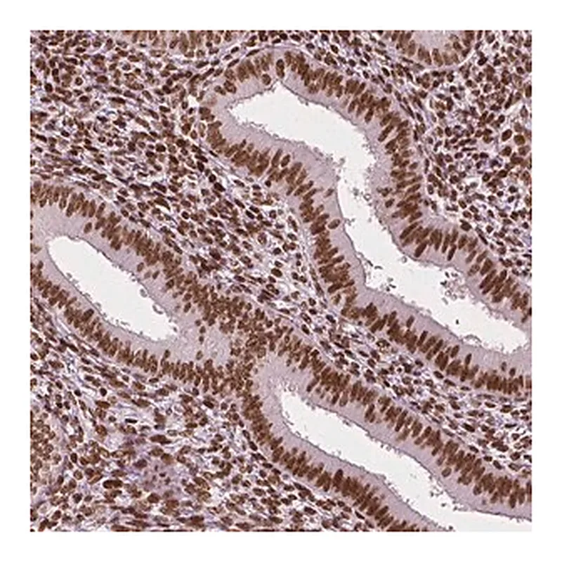 Merck Monoclonal Anti-CTCF antibody produced in mouse