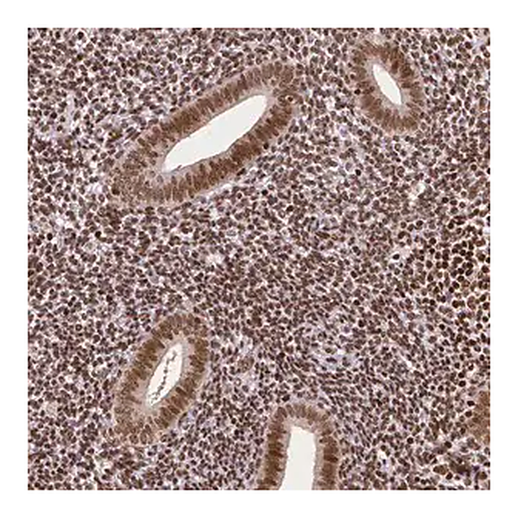 Merck Monoclonal Anti-CTCF antibody produced in mouse