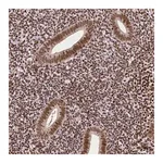 Merck Monoclonal Anti-CTCF antibody produced in mouse