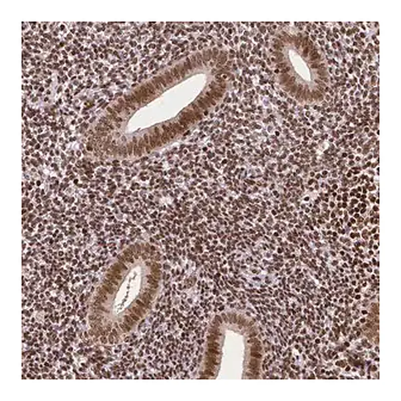 Merck Monoclonal Anti-CTCF antibody produced in mouse