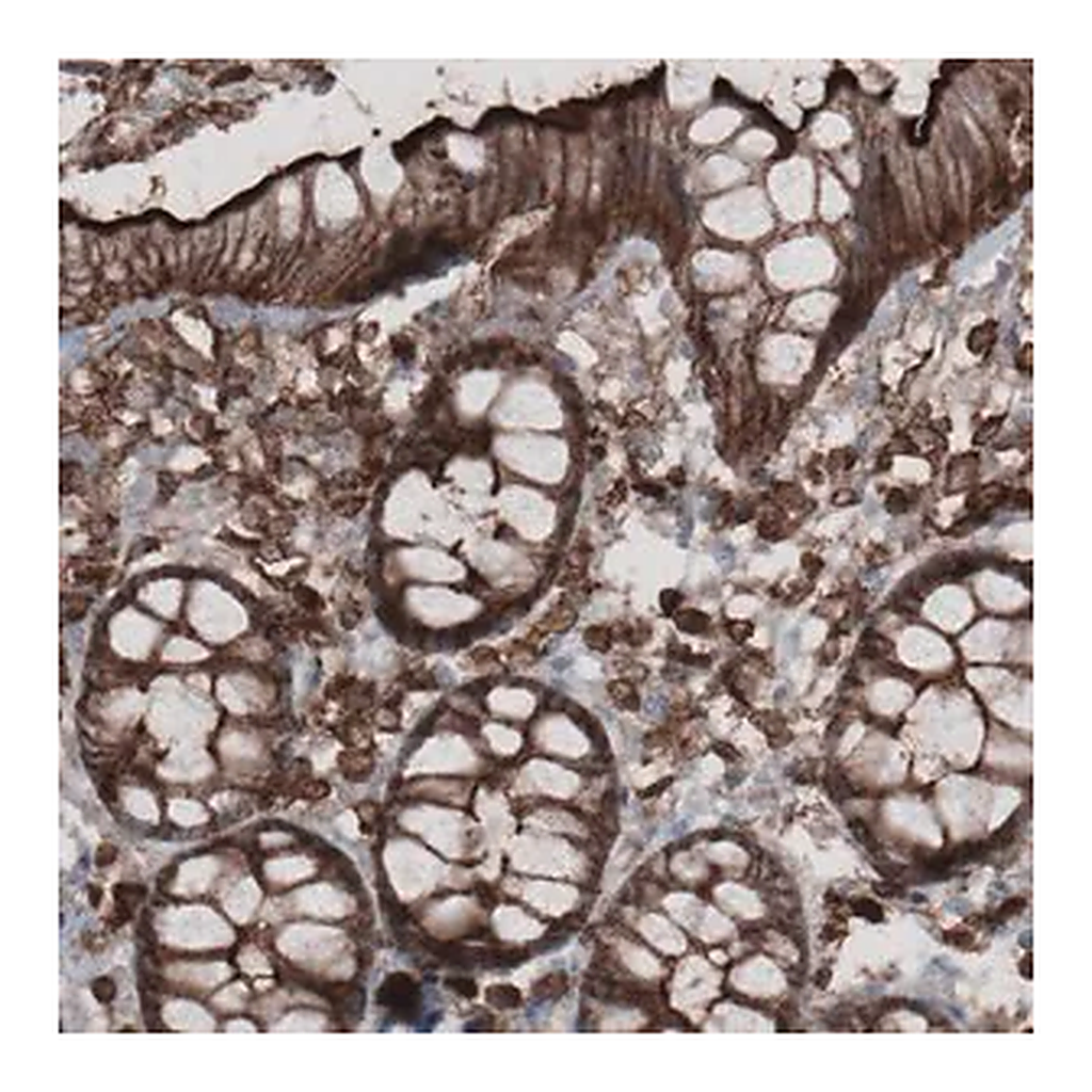 Merck Monoclonal Anti-EZR antibody produced in mouse