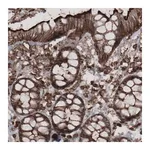 Merck Monoclonal Anti-EZR antibody produced in mouse