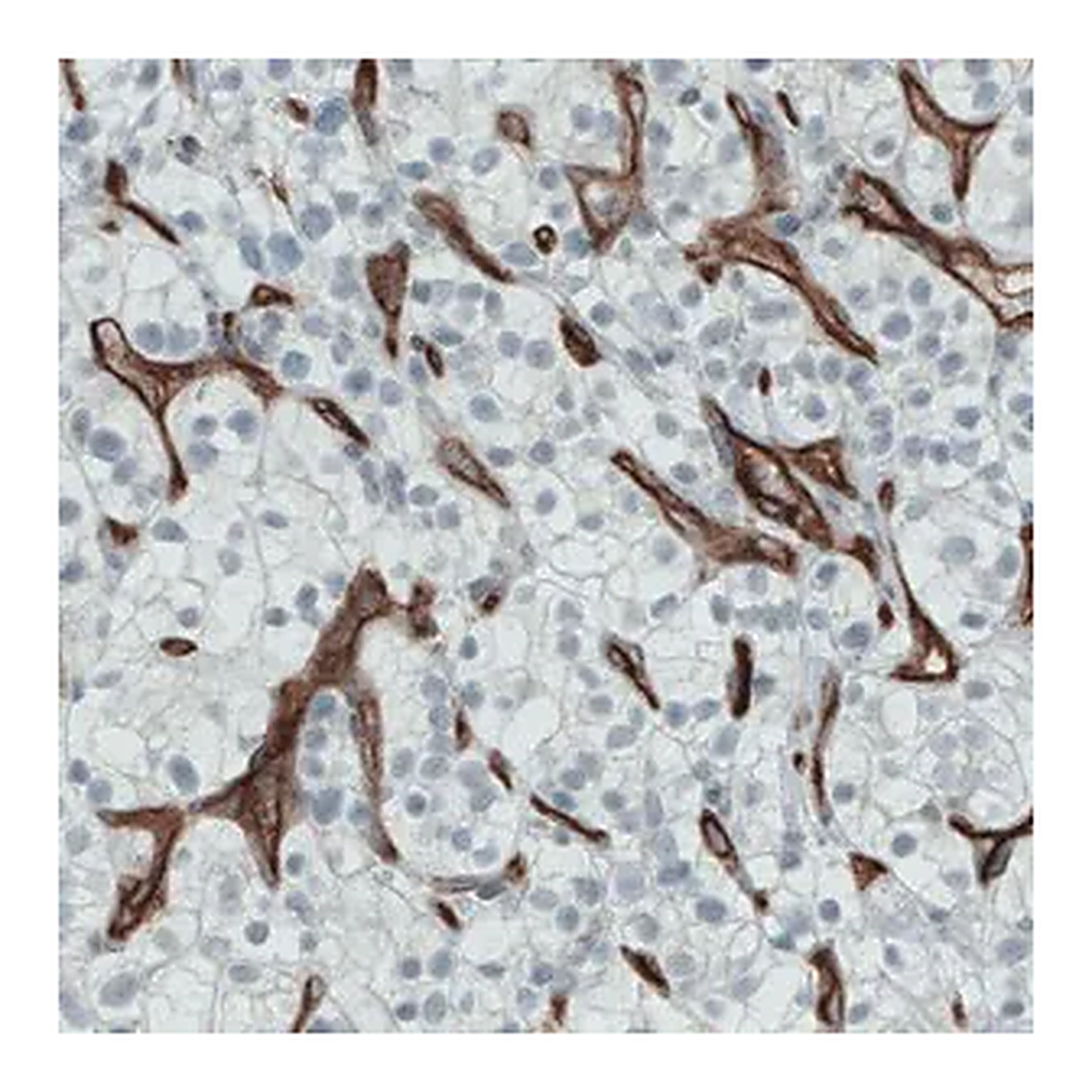 Merck Monoclonal Anti-ENG antibody produced in mouse