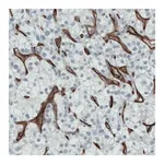 Merck Monoclonal Anti-ENG antibody produced in mouse