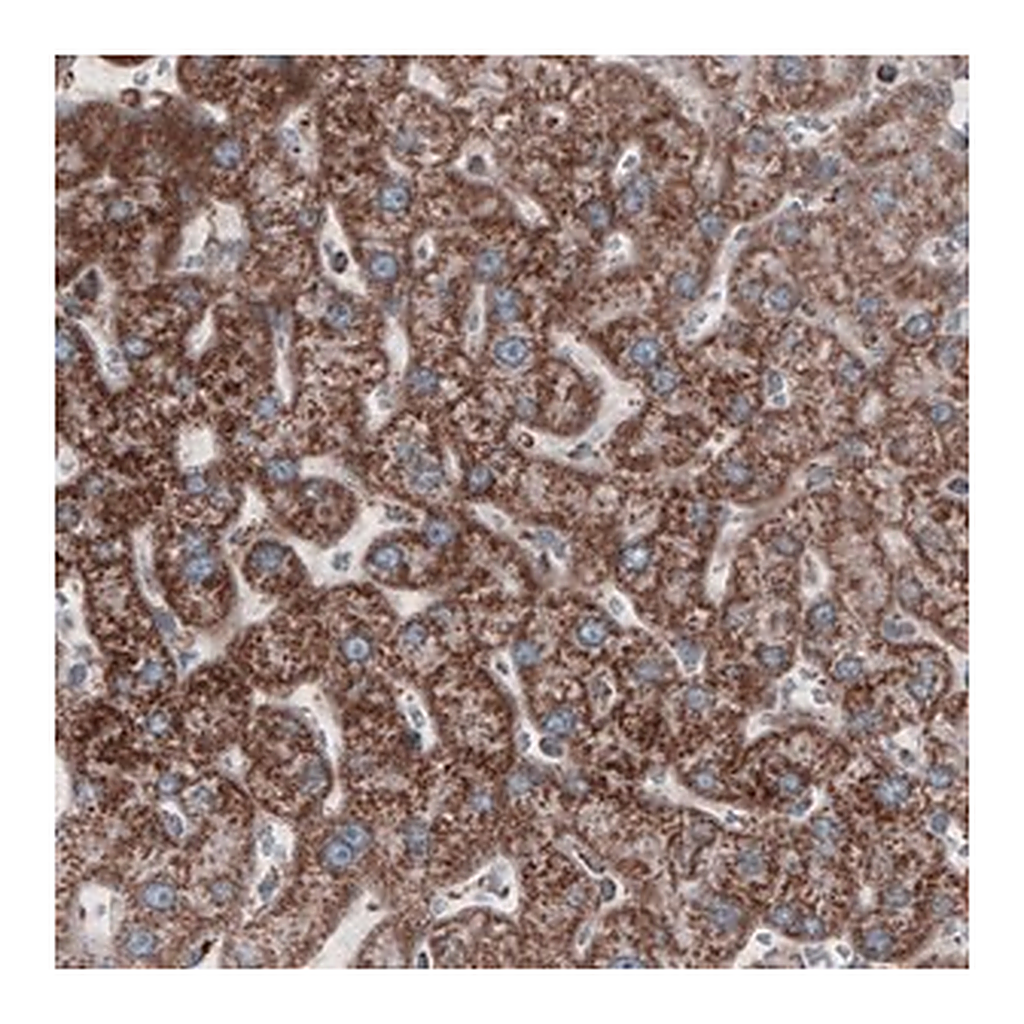 Merck Monoclonal Anti-CS antibody produced in mouse