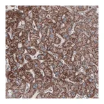 Merck Monoclonal Anti-CS antibody produced in mouse