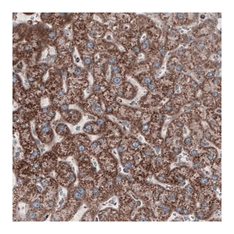 Merck Monoclonal Anti-CS antibody produced in mouse