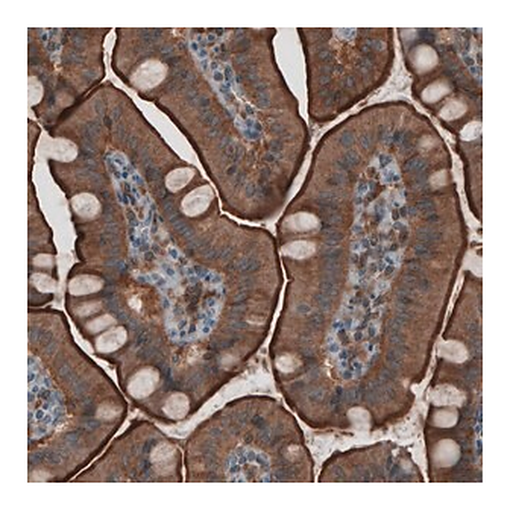 Merck Monoclonal Anti-EZR antibody produced in mouse