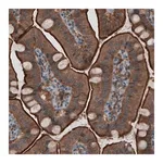 Merck Monoclonal Anti-EZR antibody produced in mouse