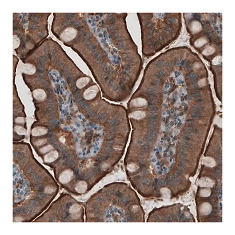 Merck Monoclonal Anti-EZR antibody produced in mouse