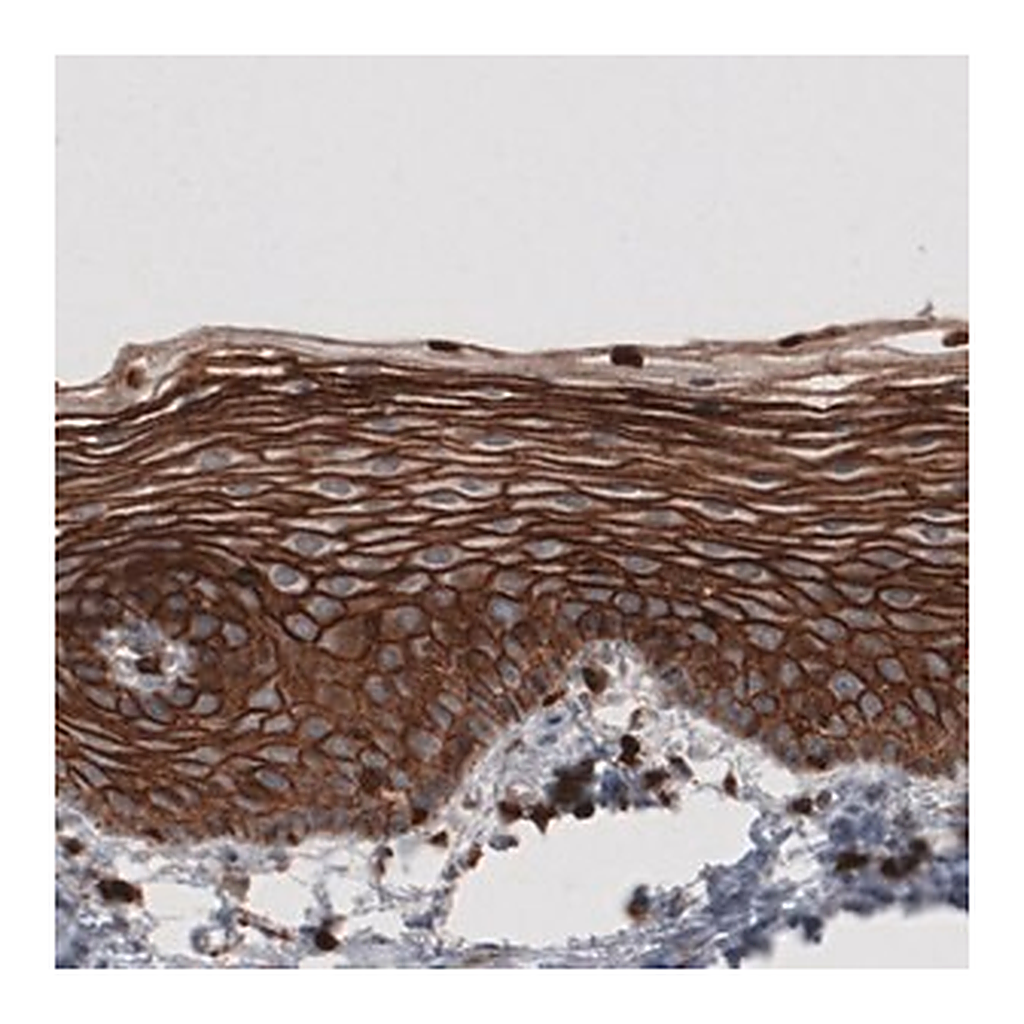 Merck Monoclonal Anti-EZR antibody produced in mouse