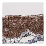 Merck Monoclonal Anti-EZR antibody produced in mouse