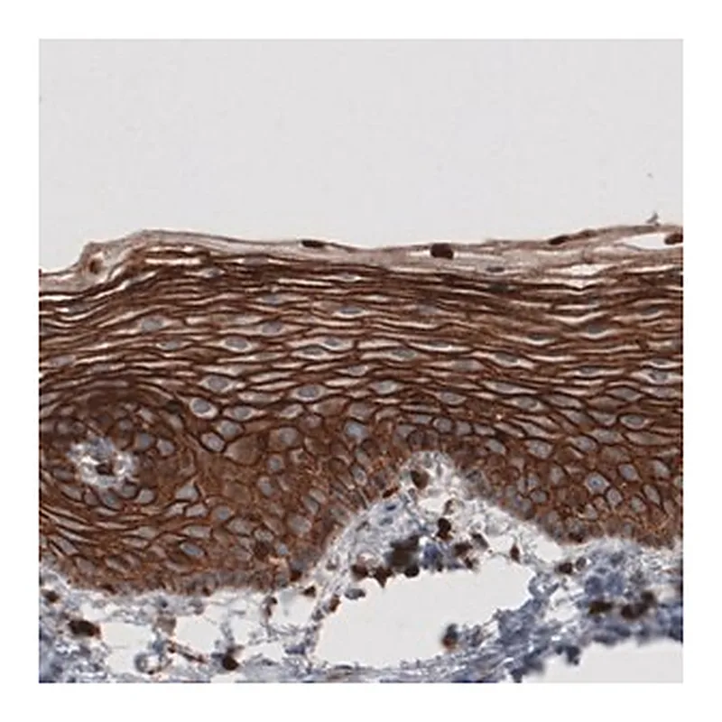 Merck Monoclonal Anti-EZR antibody produced in mouse