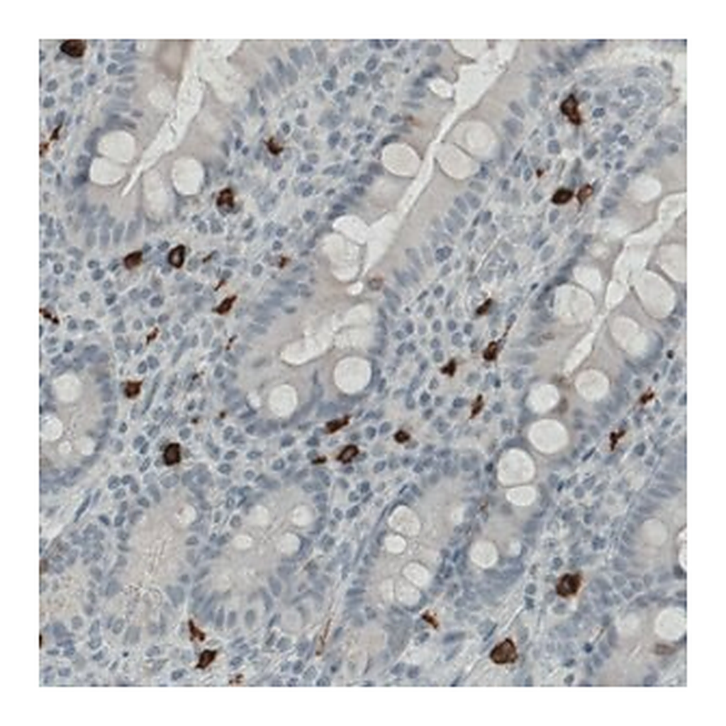 Merck Monoclonal Anti-KIT antibody produced in mouse
