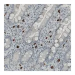 Merck Monoclonal Anti-KIT antibody produced in mouse