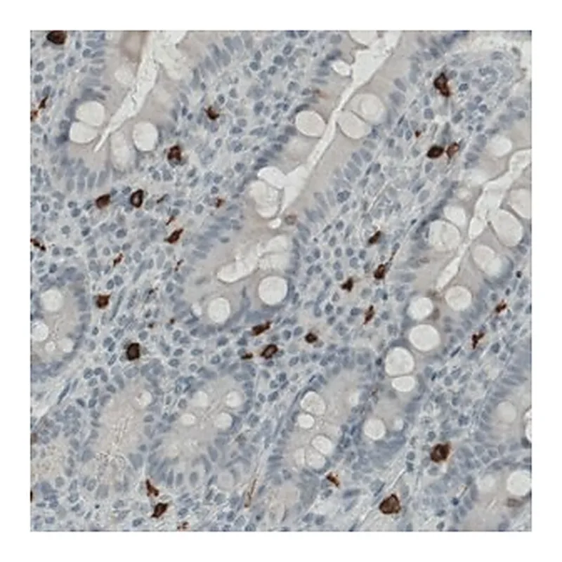 Merck Monoclonal Anti-KIT antibody produced in mouse
