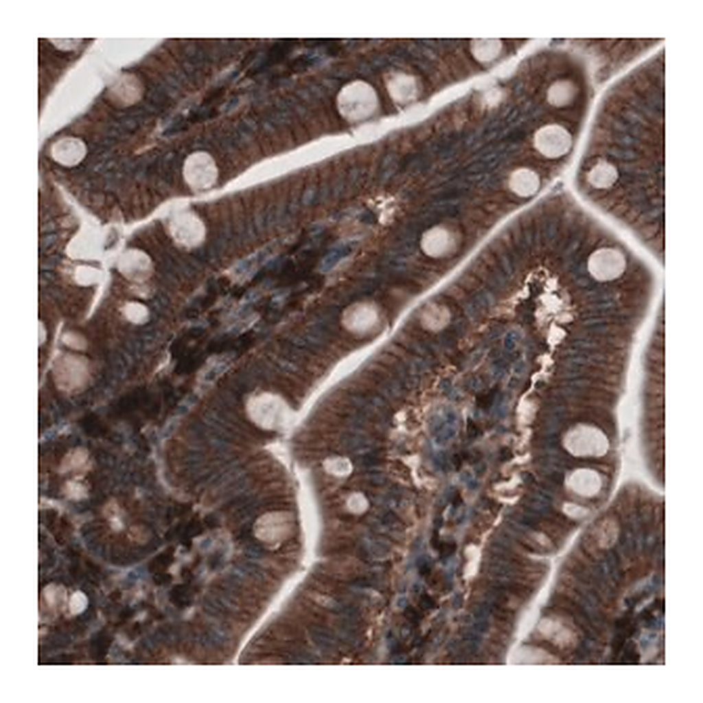 Merck Monoclonal Anti-GORASP2 antibody produced in mouse