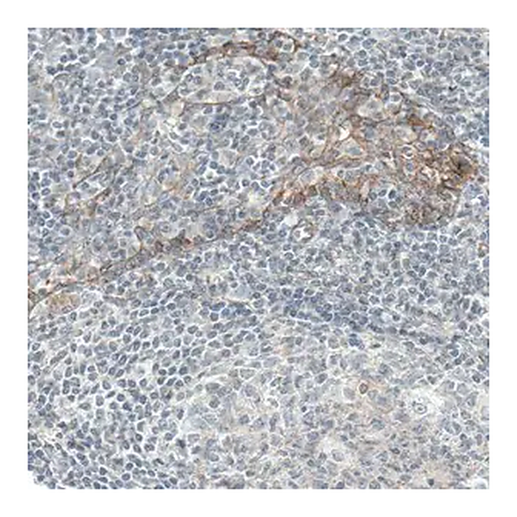 Merck Monoclonal Anti-EGFR antibody produced in mouse