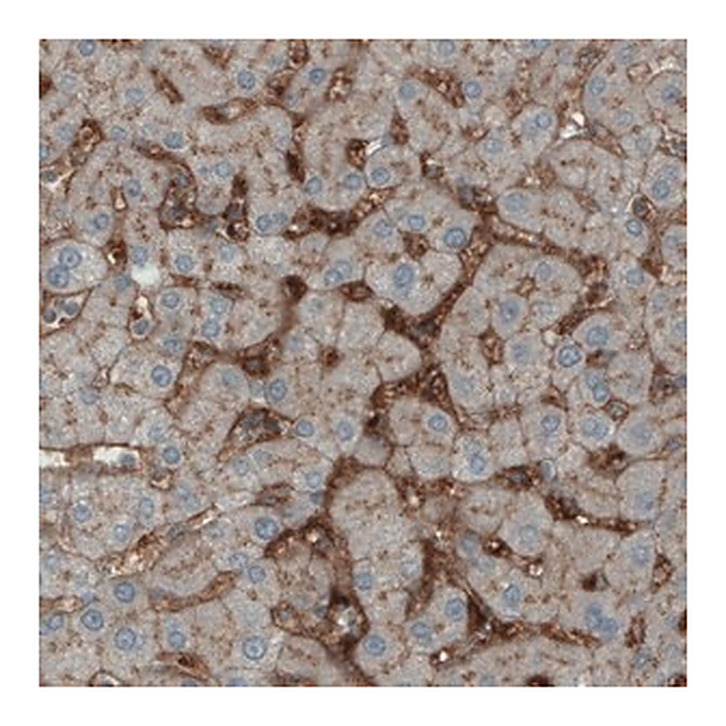 Merck Monoclonal Anti-ITIH4 antibody produced in mouse