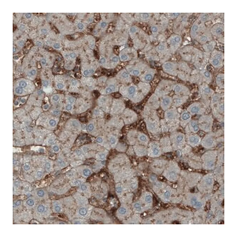 Merck Monoclonal Anti-ITIH4 antibody produced in mouse